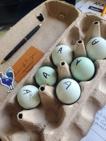 Blue/Black/Splash Ameraucana Hatching EGGS