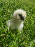 Fibro Ermine Olive/Easter Egger Hatching Eggs