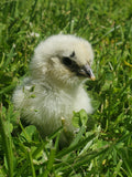 Fibro Ermine Olive/Easter Egger Hatching Eggs