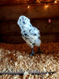 Fibro Ermine Olive/Easter Egger Hatching Eggs