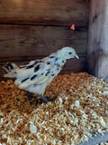 Fibro Ermine Olive/Easter Egger Hatching Eggs