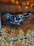 Fibro Ermine Olive/Easter Egger Hatching Eggs