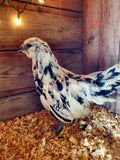 Fibro Ermine Olive/Easter Egger Hatching Eggs