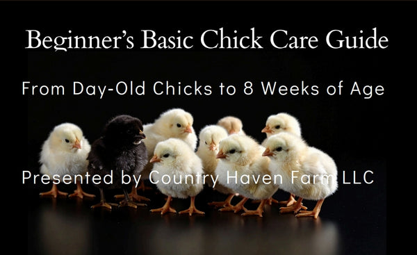 Beginner's Basic Chick Care Guide (Digital) – Country Haven Farm LLC