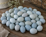 Nothing But BLUE Hatching Egg Assortment