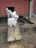 Party Pen Unicorn Variety Silkie Hatching Eggs