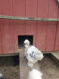 Party Pen Unicorn Variety Silkie Hatching Eggs