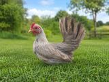 KIKIRIKI Hatching Eggs