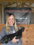 AYAM CEMANI HATCHING EGGS