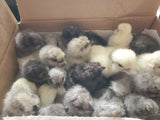 Party Pen Unicorn Variety Silkie Hatching Eggs