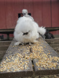 Party Pen Unicorn Variety Silkie Hatching Eggs
