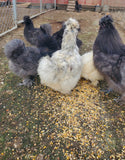 Party Pen Unicorn Variety Silkie Hatching Eggs