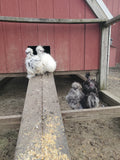Party Pen Unicorn Variety Silkie Hatching Eggs