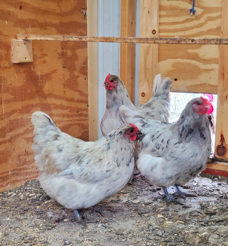SPLASH ORPINGTON HATCHING EGGS