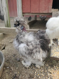 Party Pen Unicorn Variety Silkie Hatching Eggs