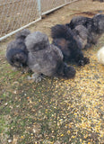 Party Pen Unicorn Variety Silkie Hatching Eggs