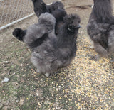 Party Pen Unicorn Variety Silkie Hatching Eggs