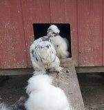 Party Pen Unicorn Variety Silkie Hatching Eggs
