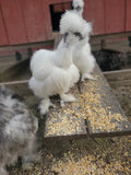 Party Pen Unicorn Variety Silkie Hatching Eggs