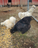 Party Pen Unicorn Variety Silkie Hatching Eggs