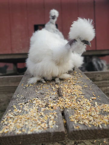 Party Pen Unicorn Variety Silkie Hatching Eggs