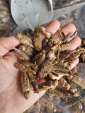 PREMIUM DRIED GRASSHOPPERS - TREATS