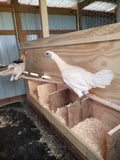 Large Fowl Modern Game Hatching Eggs