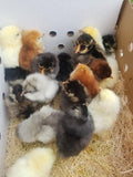 Lottery Variety - PUREBRED Rare Chicks
