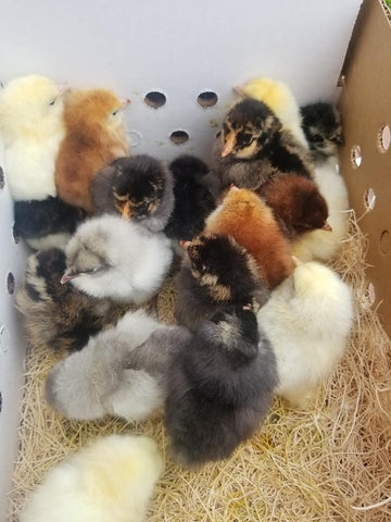 Variety High Quality Pullet Chicks *All Female*