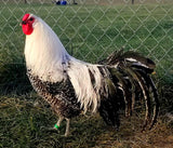 DEATHLAYER HATCHING EGGS