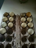 Barnyard Surprise Hatching Eggs