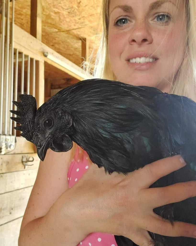 Ayam Cemani Hatching Eggs — Hilltop Farms