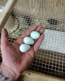 STARTED CELADON BLUE EGG LAYING COTURNIX QUAIL