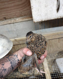STARTED CELADON BLUE EGG LAYING COTURNIX QUAIL